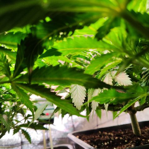 Amnesia  growlog timeline photo