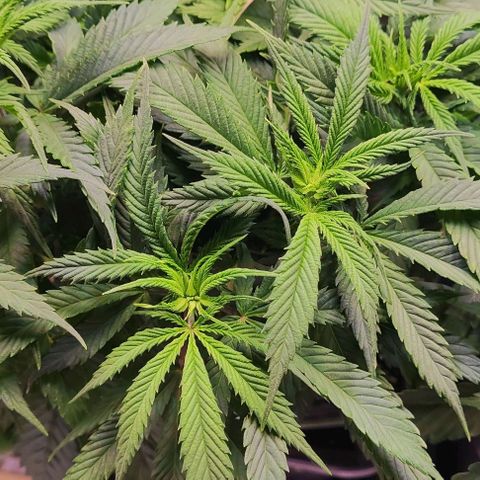 Amnesia  growlog timeline photo