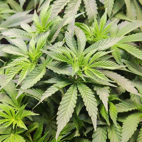 Critical Kush  growlog timeline photo