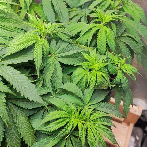 Mack and Crack  growlog timeline photo