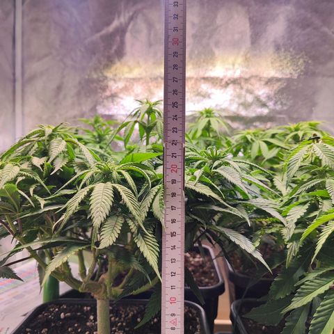 Amnesia  growlog timeline photo