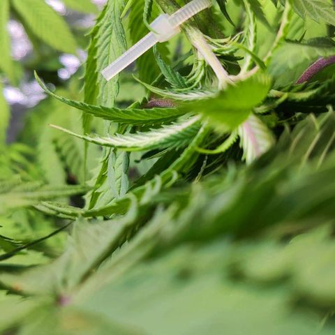 Mack and Crack  growlog timeline photo