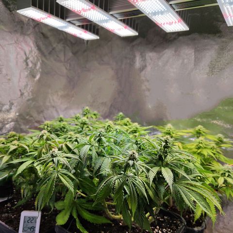 Amnesia  growlog timeline photo