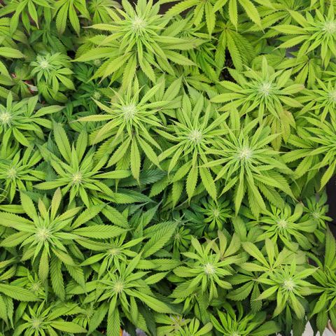 Amnesia  growlog timeline photo