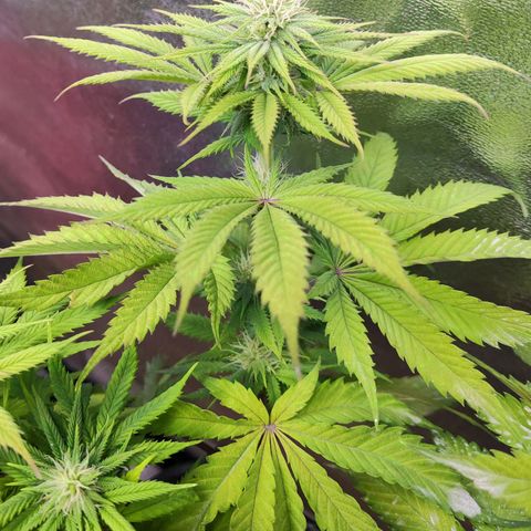 Amnesia  growlog timeline photo