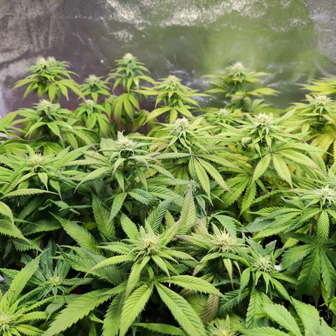 Amnesia  growlog timeline photo