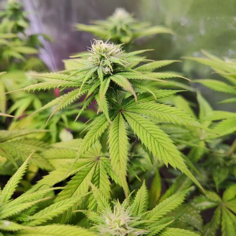 Critical Kush  growlog timeline photo