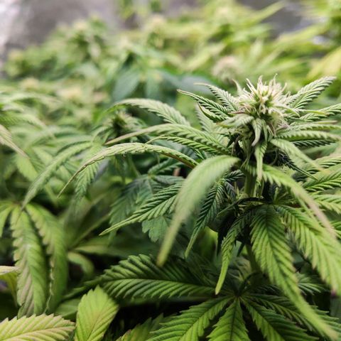 Amnesia  growlog timeline photo