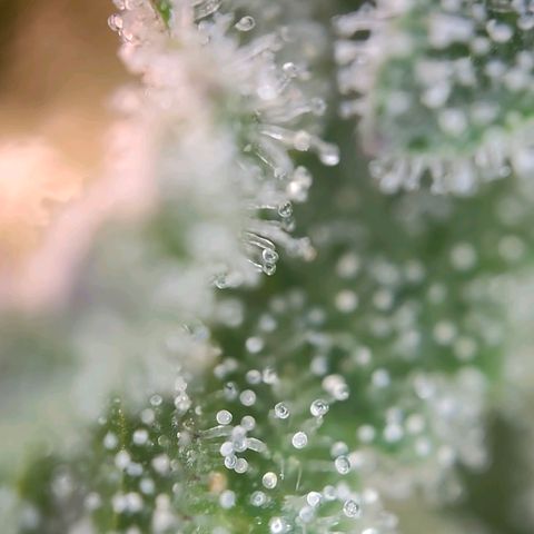 Mack and Crack  growlog photo: Beginn d. Spülung mit H2O 