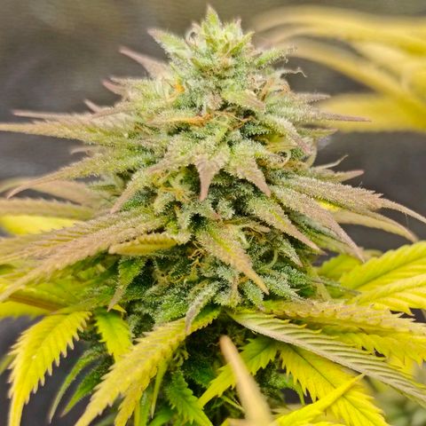 Mack and Crack  growlog photo: Beginn d. Spülung mit H2O 