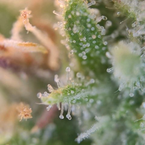 Mack and Crack  growlog photo: Beginn d. Spülung mit H2O 