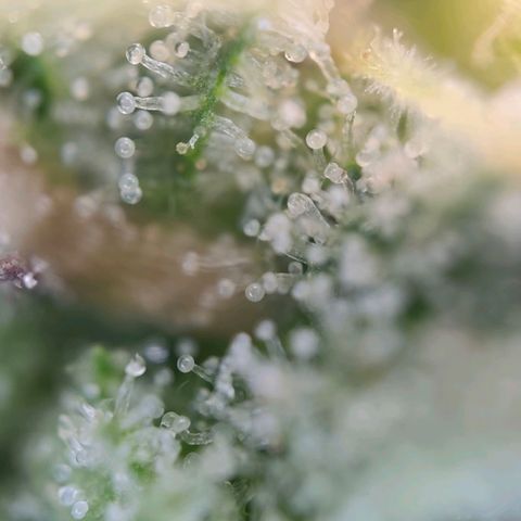 Gorilla Girl  growlog timeline photo