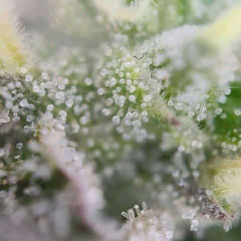 Gorilla Girl  growlog timeline photo