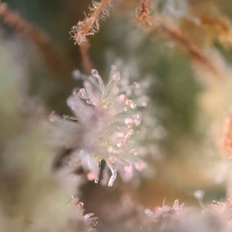 Mack and Crack  growlog timeline photo