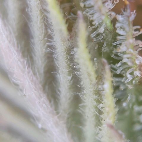 Mack and Crack  growlog timeline photo