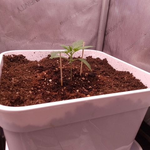 Gelato Auto growlog timeline photo