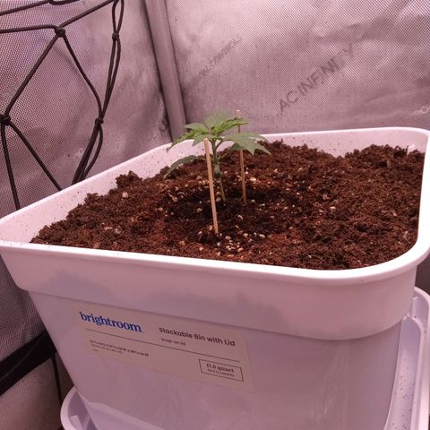 Gelato Auto growlog timeline photo