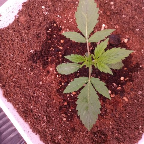 Gelato Auto growlog timeline photo