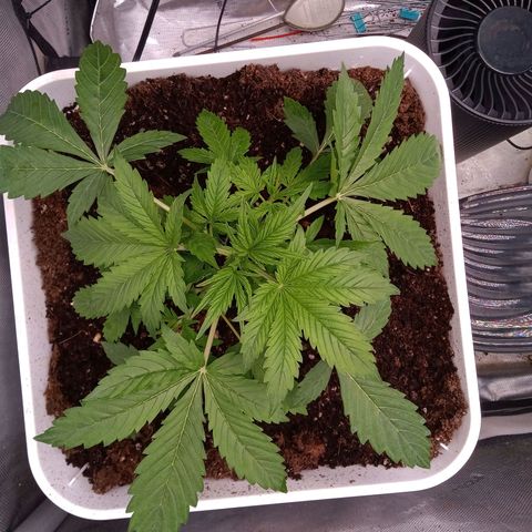 Gelato Auto growlog timeline photo