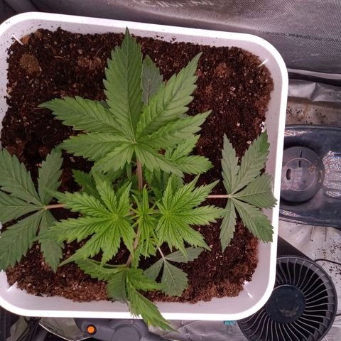 Gelato Auto growlog timeline photo