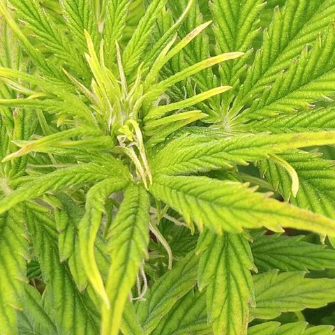 Gelato Auto growlog photo: Flowering 