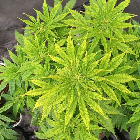 Gelato Auto growlog photo: Flowering 