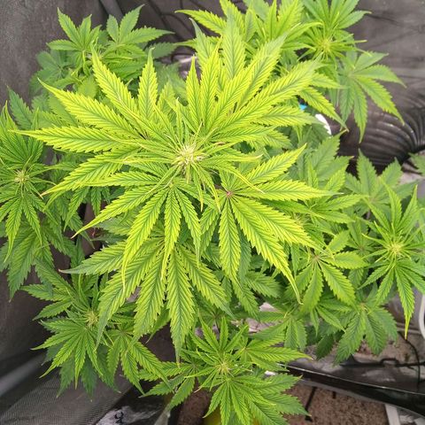 Gelato Auto growlog photo: Flowering 