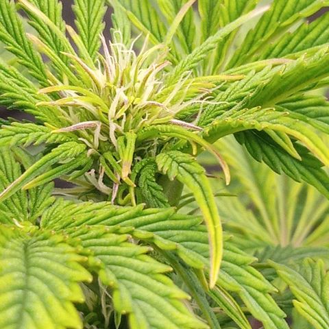 Gelato Auto growlog photo: Flowering 
