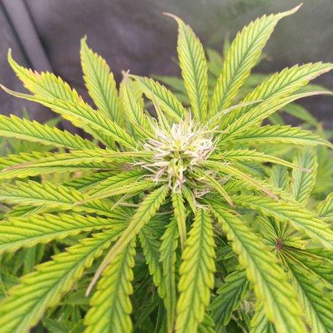 Gelato Auto growlog timeline photo