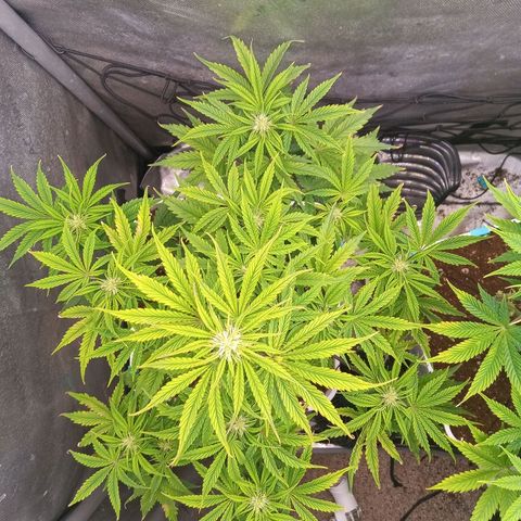 Gelato Auto growlog timeline photo