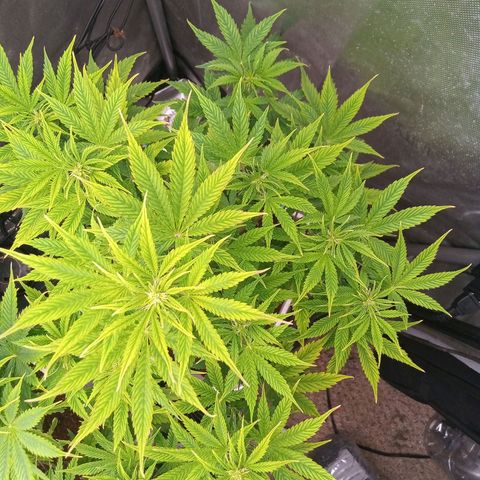 Gelato Auto growlog timeline photo