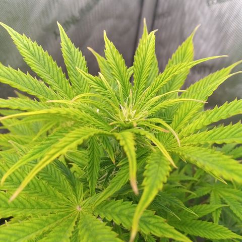 Gelato Auto growlog timeline photo