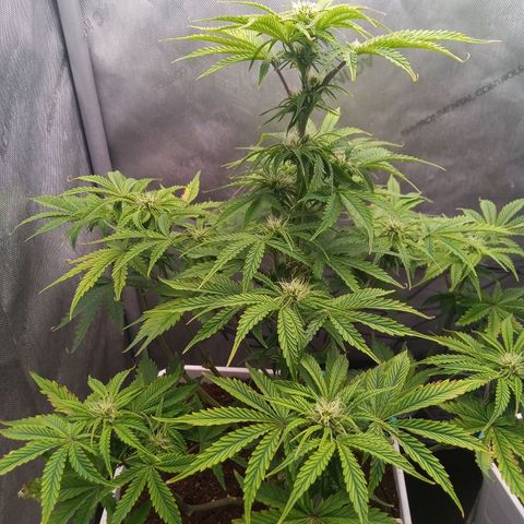 Gelato Auto growlog timeline photo