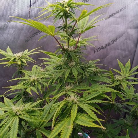 Gelato Auto growlog photo: 3rd and second week of flower