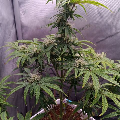 Gelato Auto growlog photo: 3rd and second week of flower