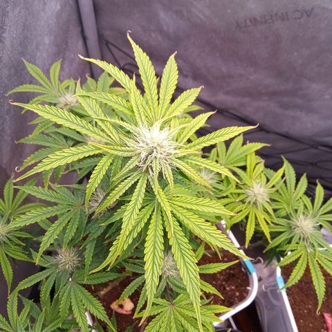 Gelato Auto growlog photo: 3rd and second week of flower