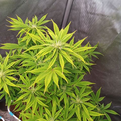 Gelato Auto growlog photo: 3rd and second week of flower