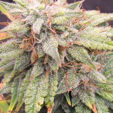Gelato Auto growlog photo: Almost harvest time!!