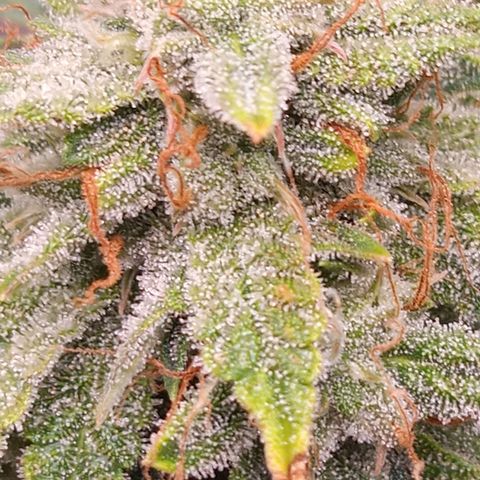 Gelato Auto growlog photo: Almost harvest time!!