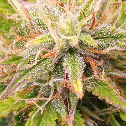 Gelato Auto growlog photo: Almost harvest time!!
