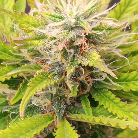 Gelato Auto growlog photo: Almost harvest time!!