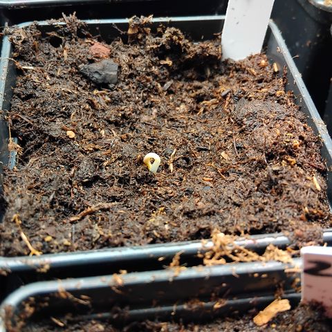 Double peach pheno hunt #24 growlog timeline photo