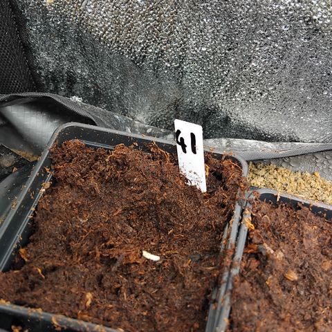 Double peach pheno hunt #41 growlog timeline photo