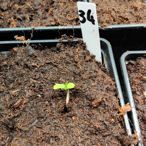 Double peach pheno hunt #34 growlog timeline photo