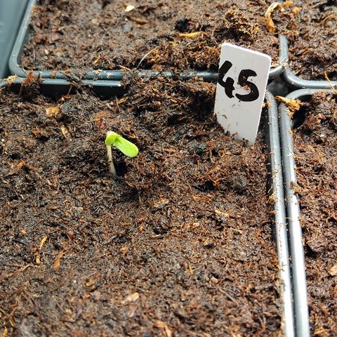 Double peach pheno hunt #45 growlog timeline photo