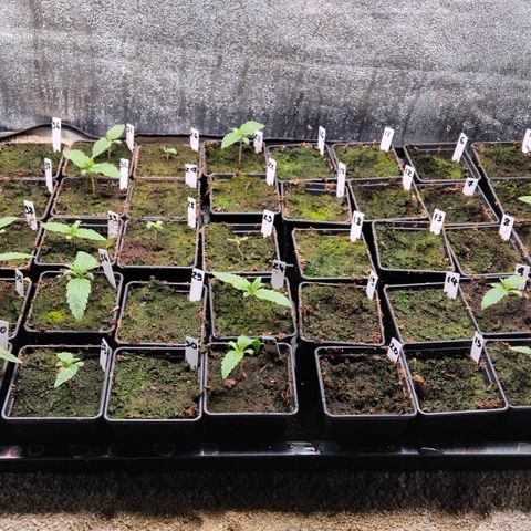 Double peach pheno hunt #41 growlog timeline photo