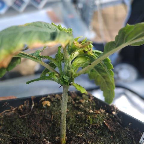 Double peach pheno hunt #40 growlog photo: Ramifications précoce 