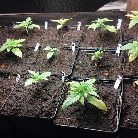 Double peach pheno hunt #41 growlog timeline photo