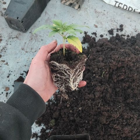 Double peach pheno hunt #41 growlog timeline photo