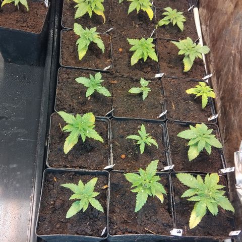 Double peach pheno hunt #41 growlog timeline photo
